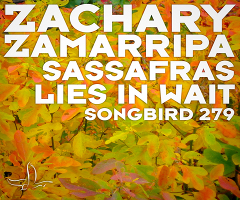 Zachary Zamarripa - Sassafras